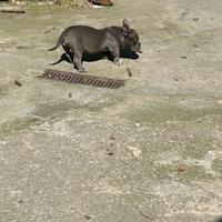 American bully