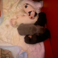 Bulldog francese