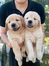 Golden Retriver disponibili