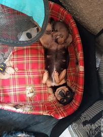 Cuccioli chihuahua