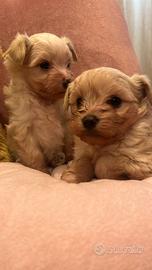 Cuccioli di maltipoo