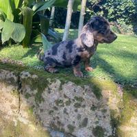 Maschietti di bassotto