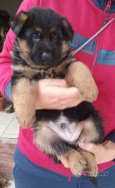 Cucccioli pastore tedesco