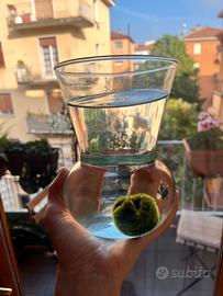 Marimo