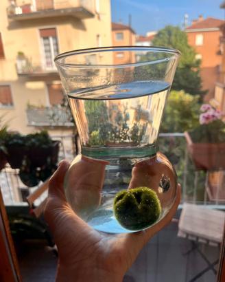 Marimo