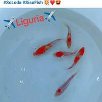 Carpe Koi e tutti pesci
