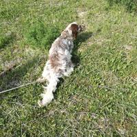 Setter inglese femmina 2 anni e mezzo
