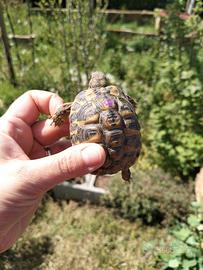 Camilla's Farm: Testudo di Hermann con CITES - Fio