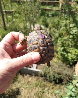Camilla's Farm: Testudo di Hermann con CITES - Fio