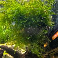 Piante acquario