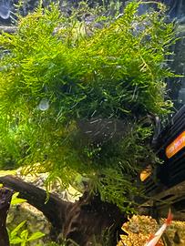 Piante acquario
