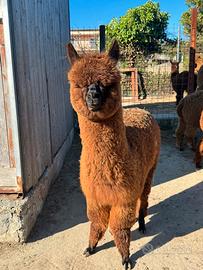 Disponibili alpaca per agriturismi e fattorie fida