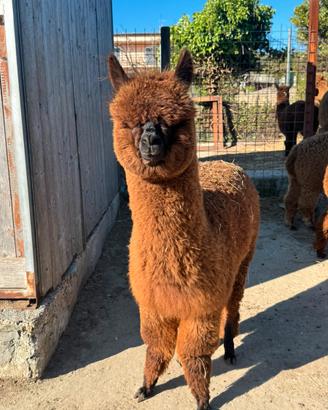 Disponibili alpaca per agriturismi e fattorie fida