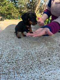 Bassotto nero focato