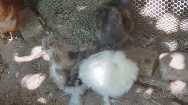 Galline Moroseta