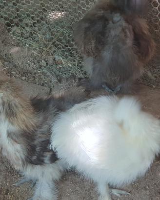 Galline Moroseta