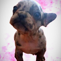 Bulldog francese