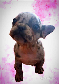 Bulldog francese