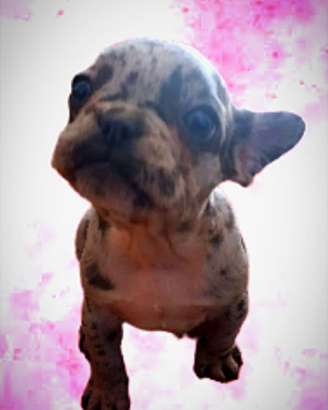 Bulldog francese