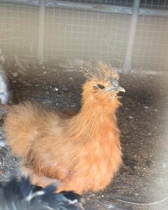 Gallo e gallina