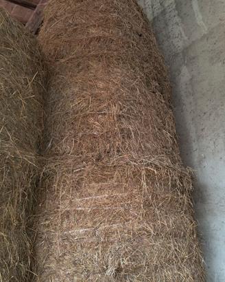 Fieno per cavalli/capre in balloni