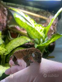 Allevamento Gechi ciliatus