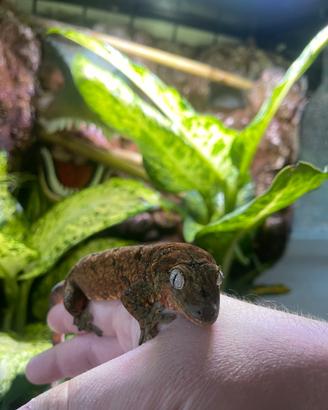 Allevamento Gechi ciliatus