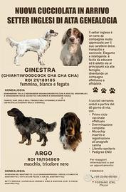 Cucciolata setter inglesi alta genealogia