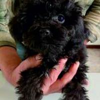 Cucciolo Maltipoo nero taglia mini all.prof