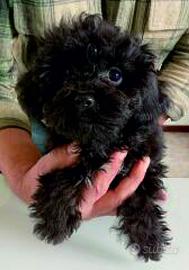 Cuccioli Maltipoo nero o crema taglia mini al.prof