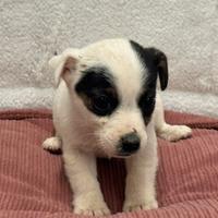 Jack Russell