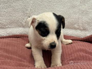 Jack Russell
