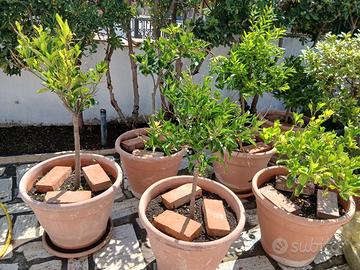 alberi da frutto
