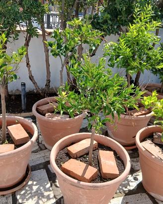 alberi da frutto