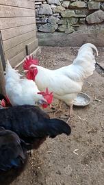 Gallo tipo livornese