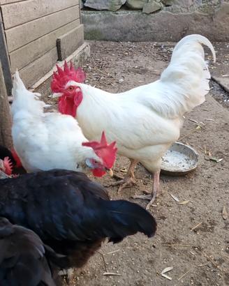 Gallo tipo livornese