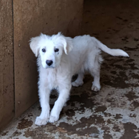 Cucciola 3 mesi