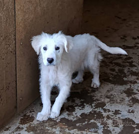 Cucciola 3 mesi
