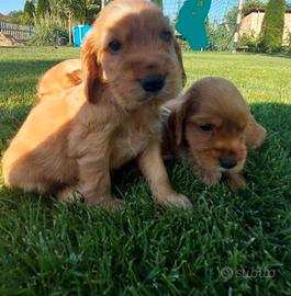 Maschietti Cocker Spaniel rosso cervo