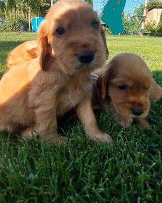 Maschietti Cocker Spaniel rosso cervo