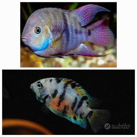 Cichlasoma sajica x cichlasoma nigrofasciatum