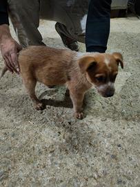 Cucciolo di Australian cattle dog