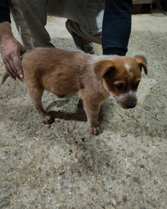 Cucciolo di Australian cattle dog