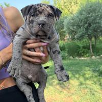 Cuccioli american bully standar