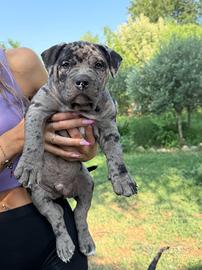 Cuccioli american bully standar