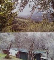 Oliveto