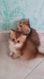Gattini british longhair
