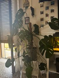 Monstera deliciosa
