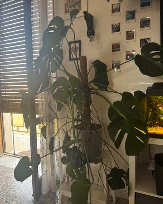 Monstera deliciosa