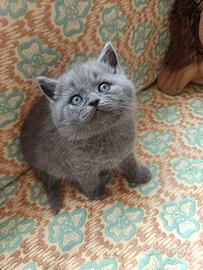 Adorabili gattini British shortair